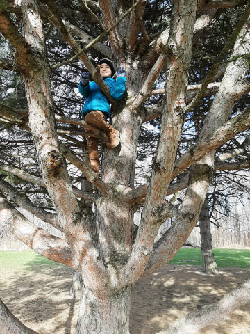 Climbing trees